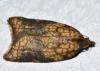 Acleris rhombana